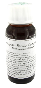 LVS 20N CARPINUS BETULUS COMP