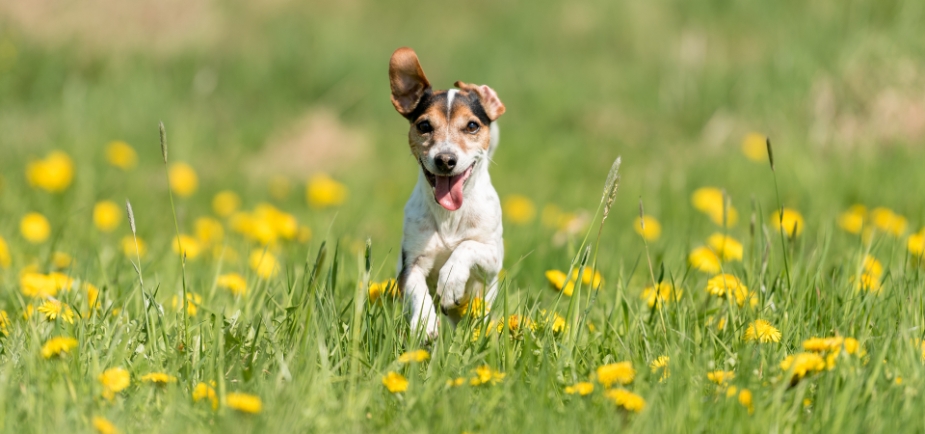 Antiparassitari naturali per cani quali sono e come funzionano